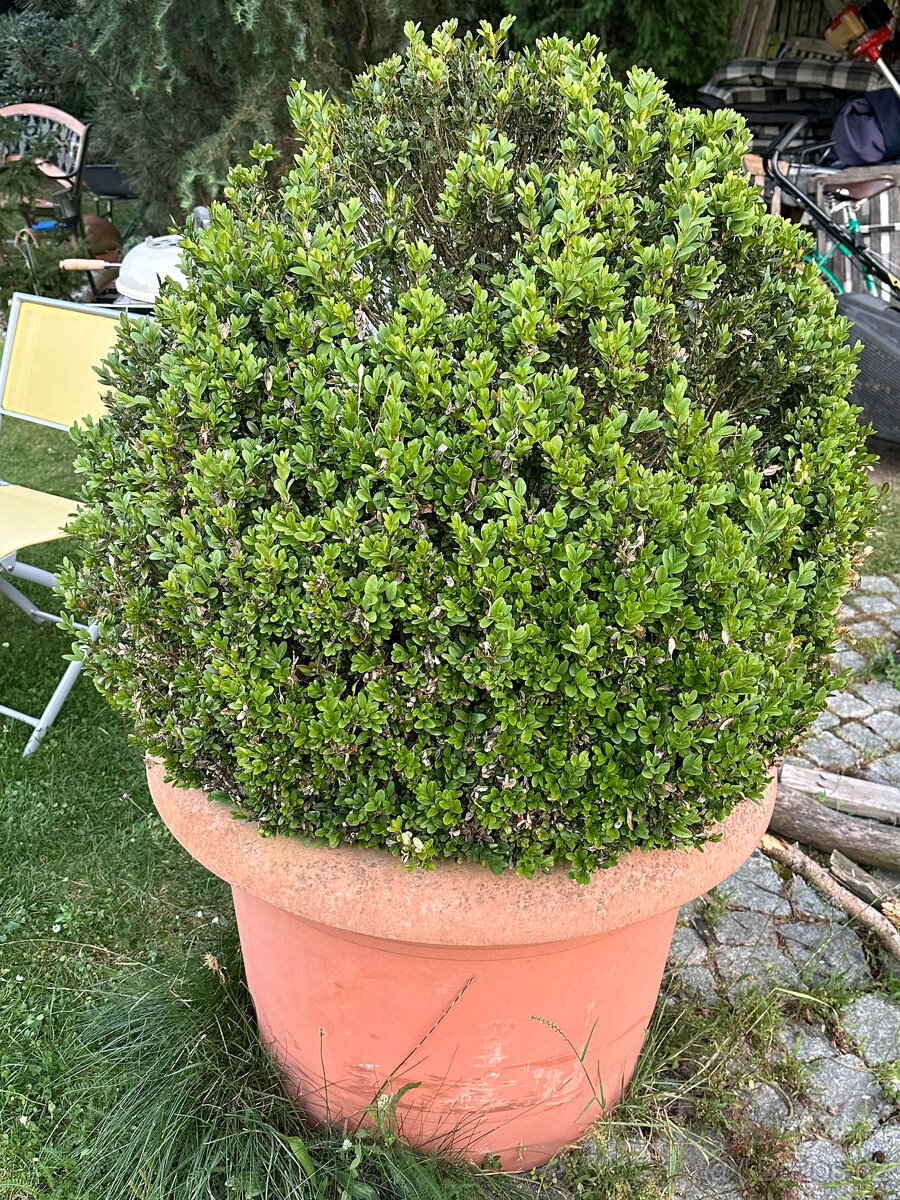 Buxus XXL tvarovaný výška 135cm