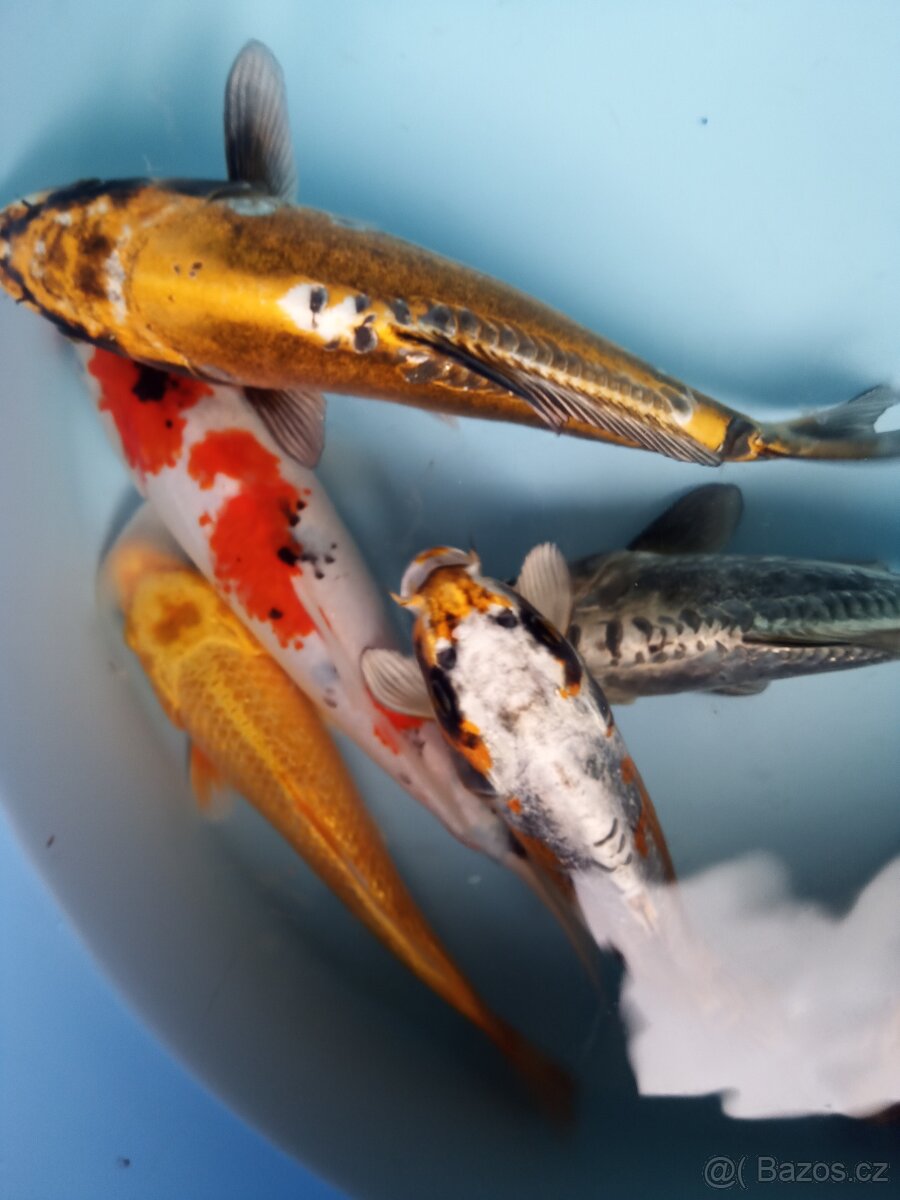 Kapr KOI