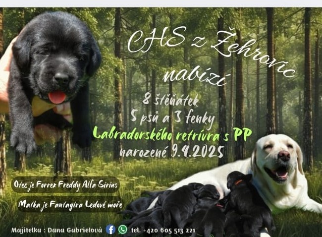 Štěňata Labradorského retrievera s PP FCI
