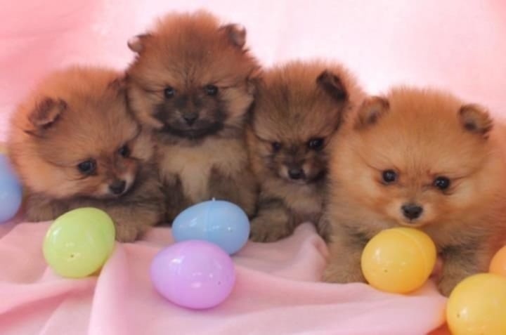Pomeranian boo