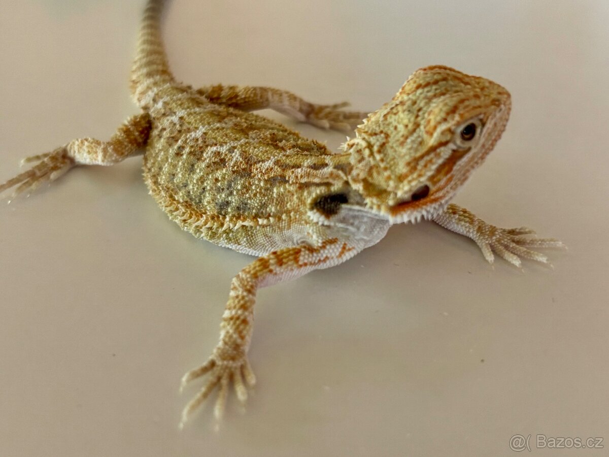 Agama vousatá