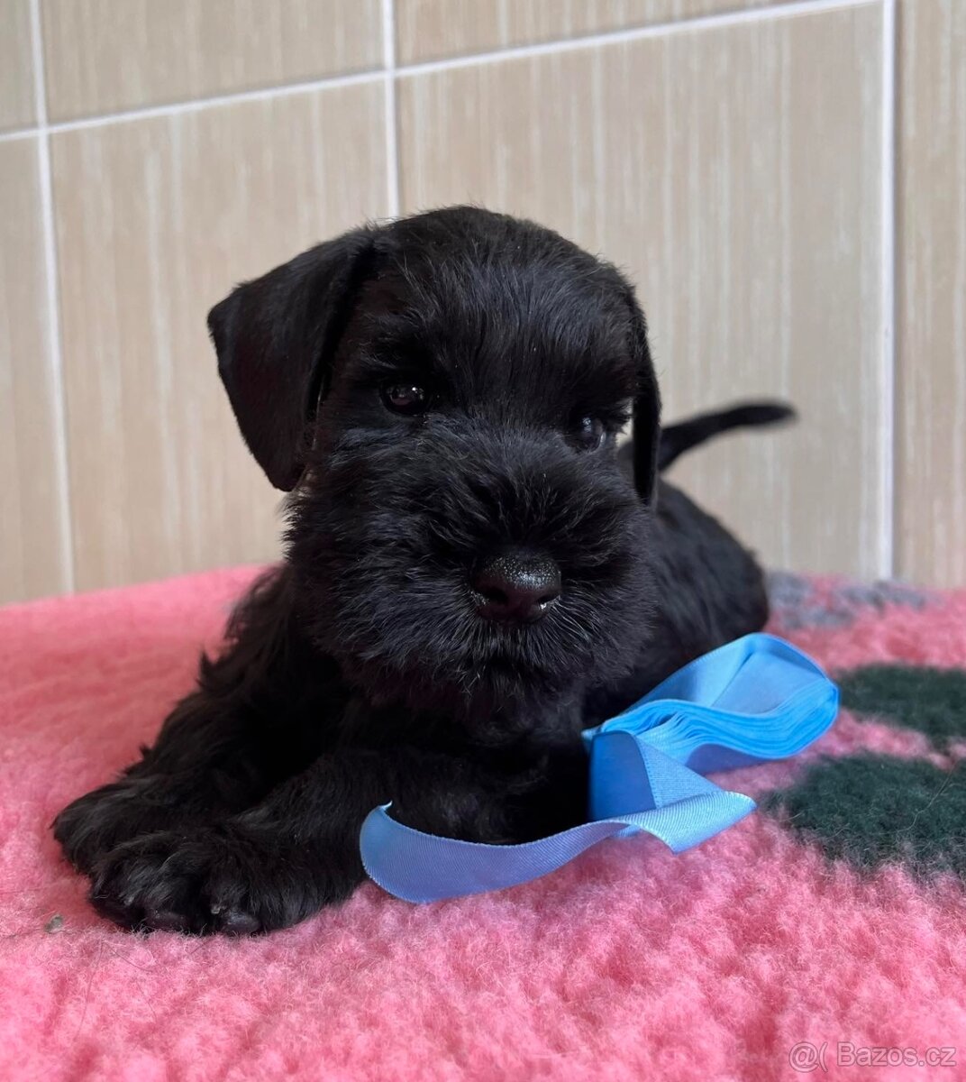 Knírač malý černý