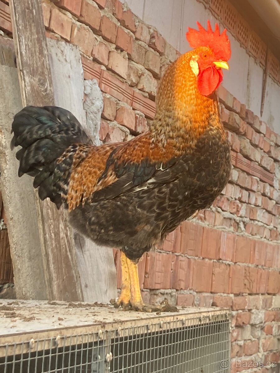 Prodám kohouta