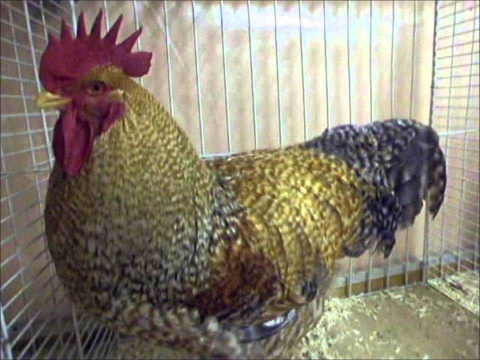 Násadová vejce Bilefeldská slepice