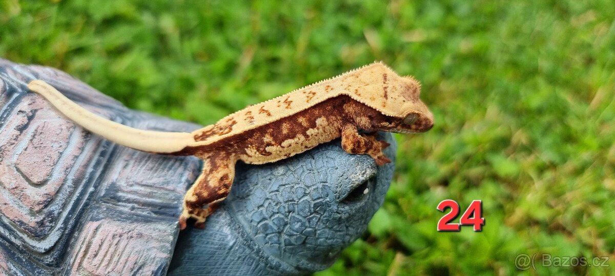 Pagekon řasnatý