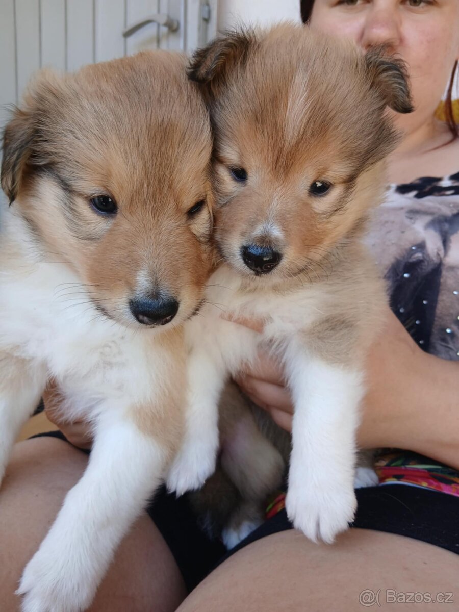 Sheltie Šeltie s PP