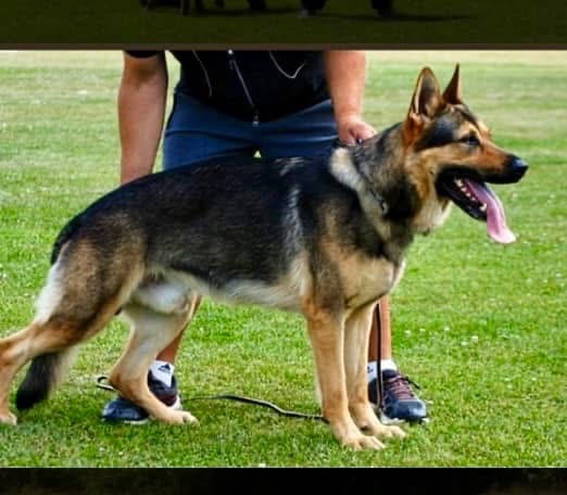 Německy ovčak -šťenátka