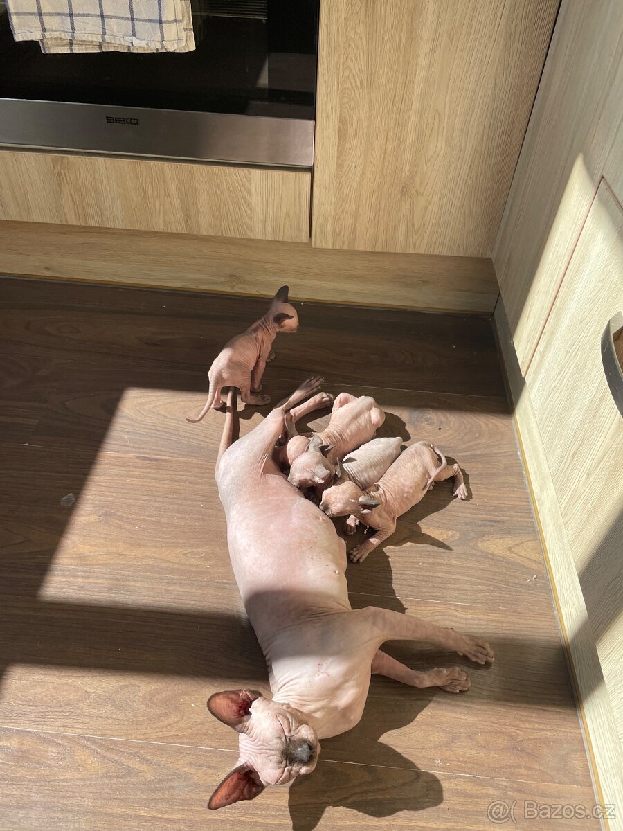 Kanadský sphynx