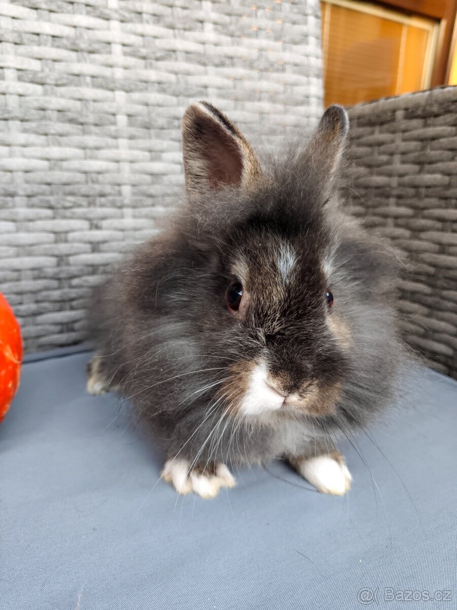 Zakrslý králíček, králík - lvíček, samička Toy