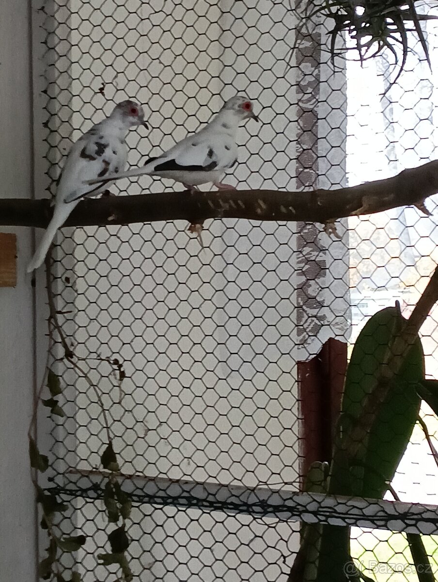 Holoubek diamantový straka