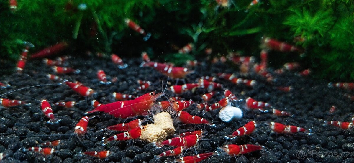 Krevetky Neocaridina a Caridina