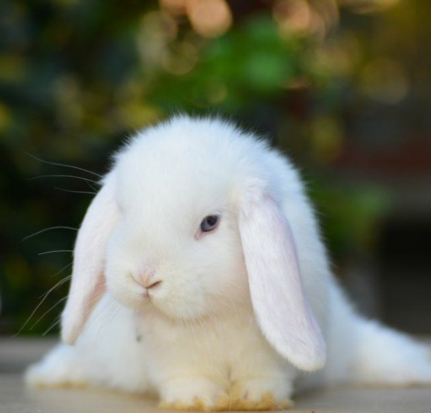 Zakrslý beránék kluk bílý modrooký