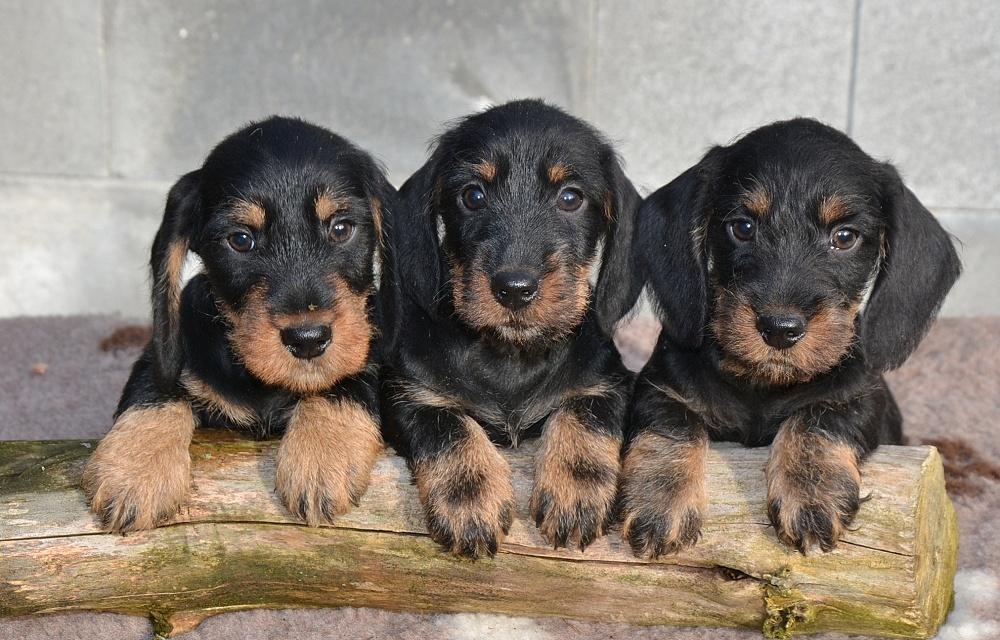 Jezevčík drsnosrstý standardní