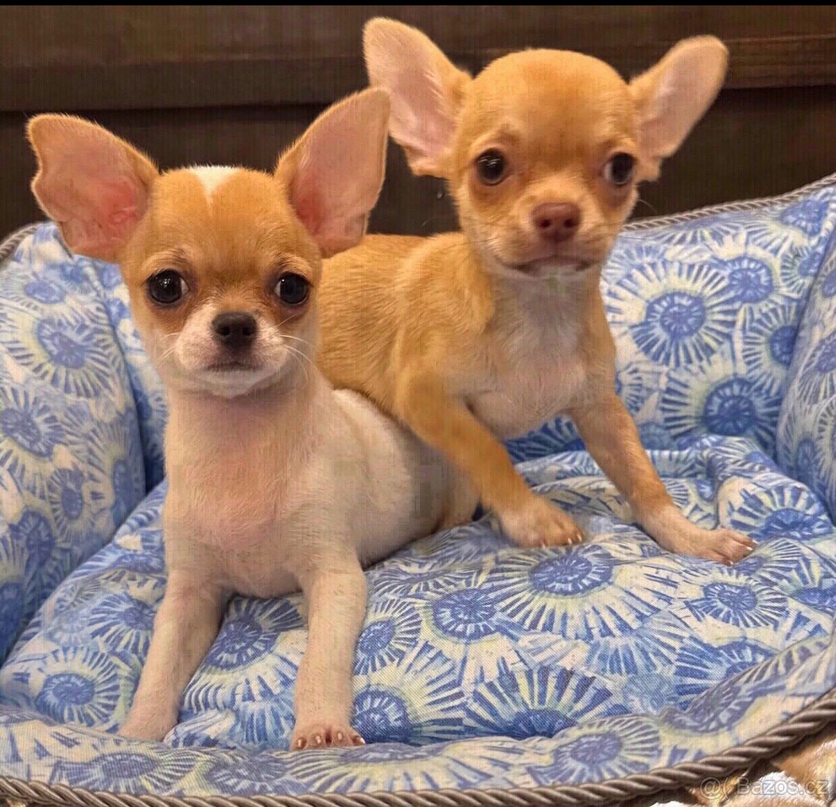 Štěňata čivavy k adopci.