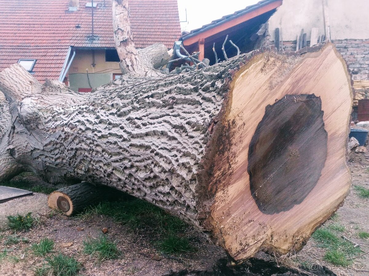 Koupím kmen dub, jilm, ořech