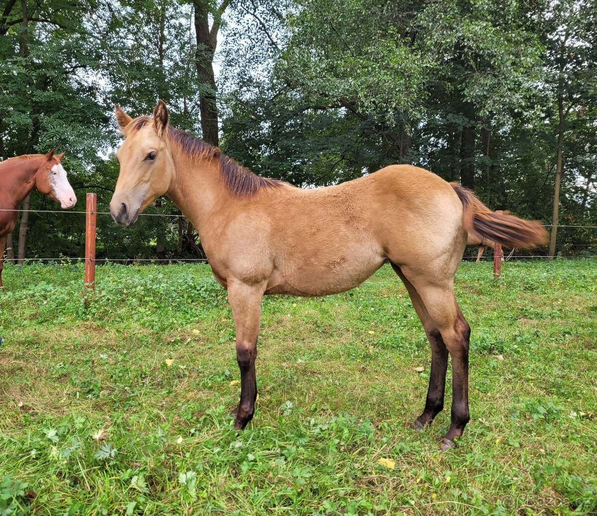 Roční AQH klisna pro náročné