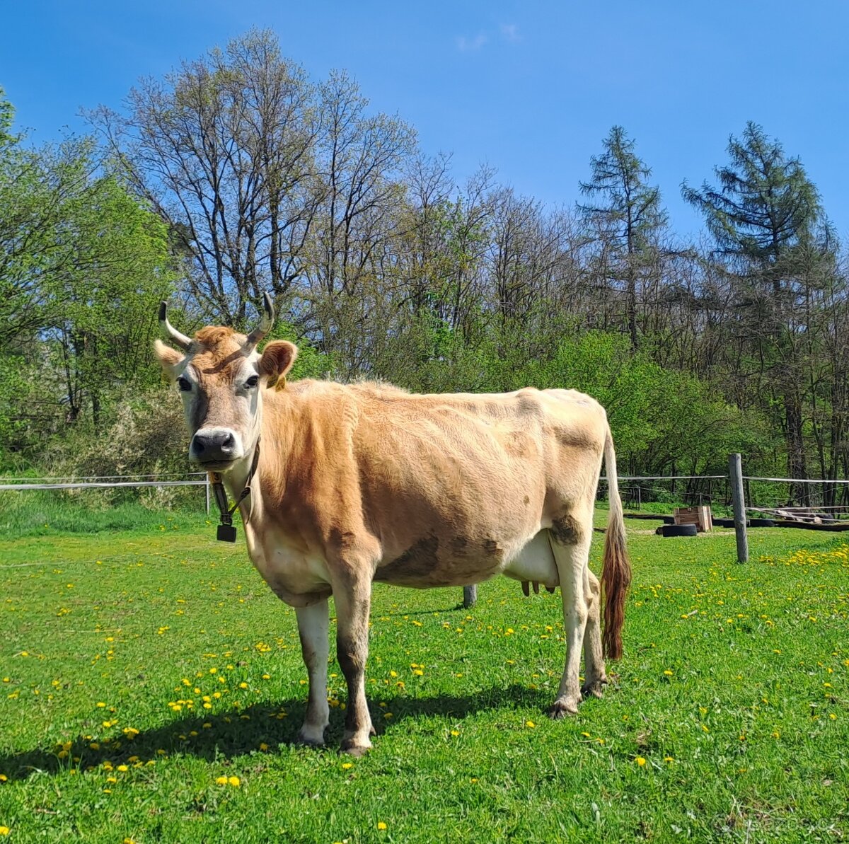 Březí kráva Jersey