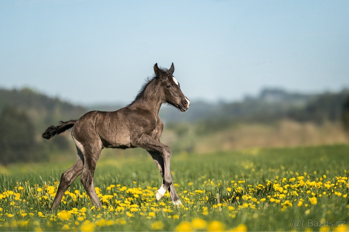 Letošní Welsh Cob klisna