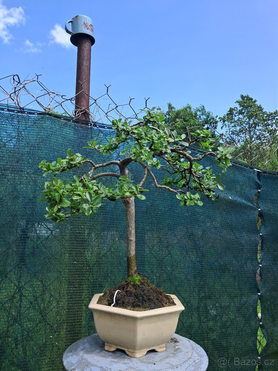 Bonsai bonsaj Vrba