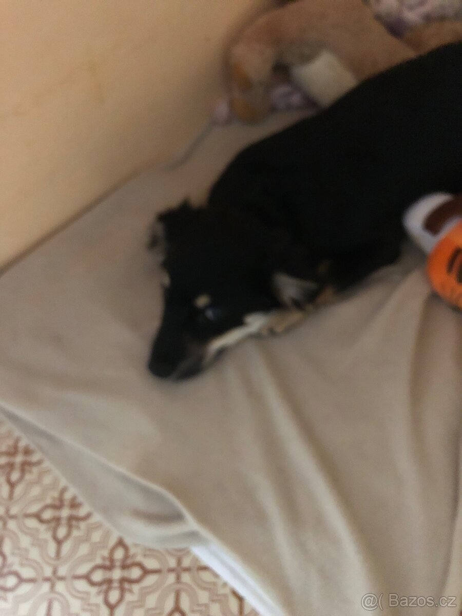 Stěně