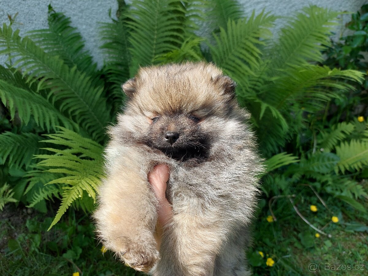 Špic, nemecký špic , Pomeranian