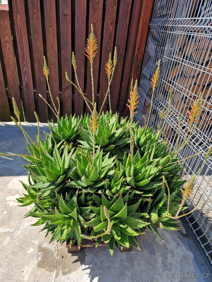 kaktus aloe - průměr rostliny 110 cm, krásně bohatě  kvete