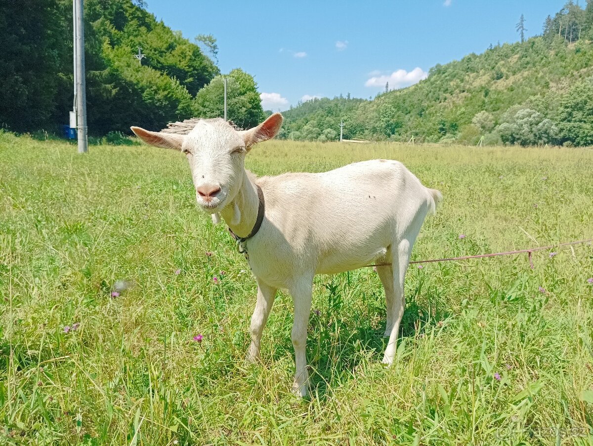 Koza k zapuštění