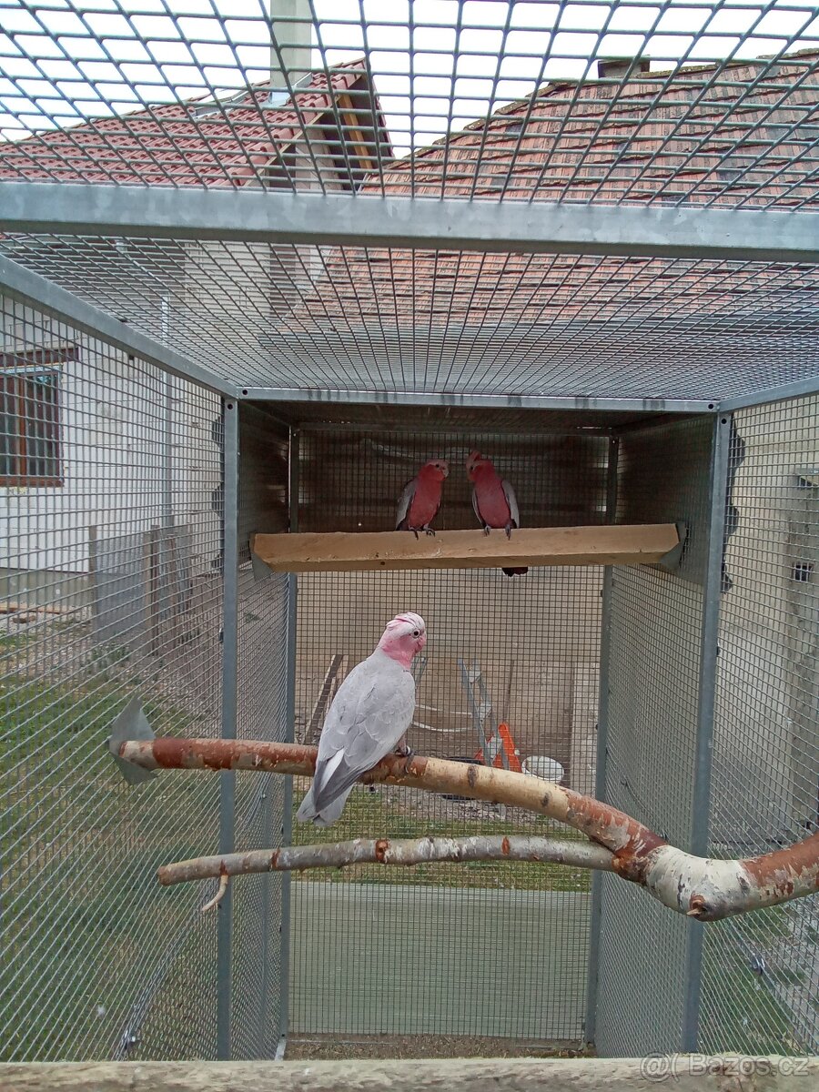 Kakadu růžový