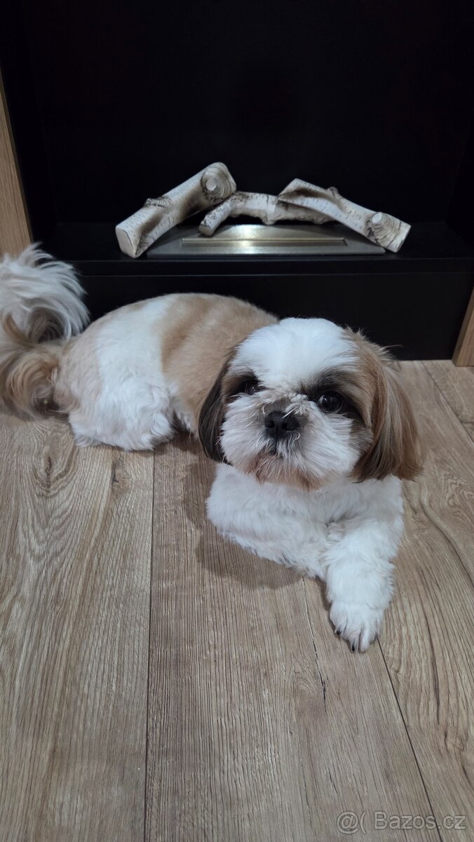Shih Tzu