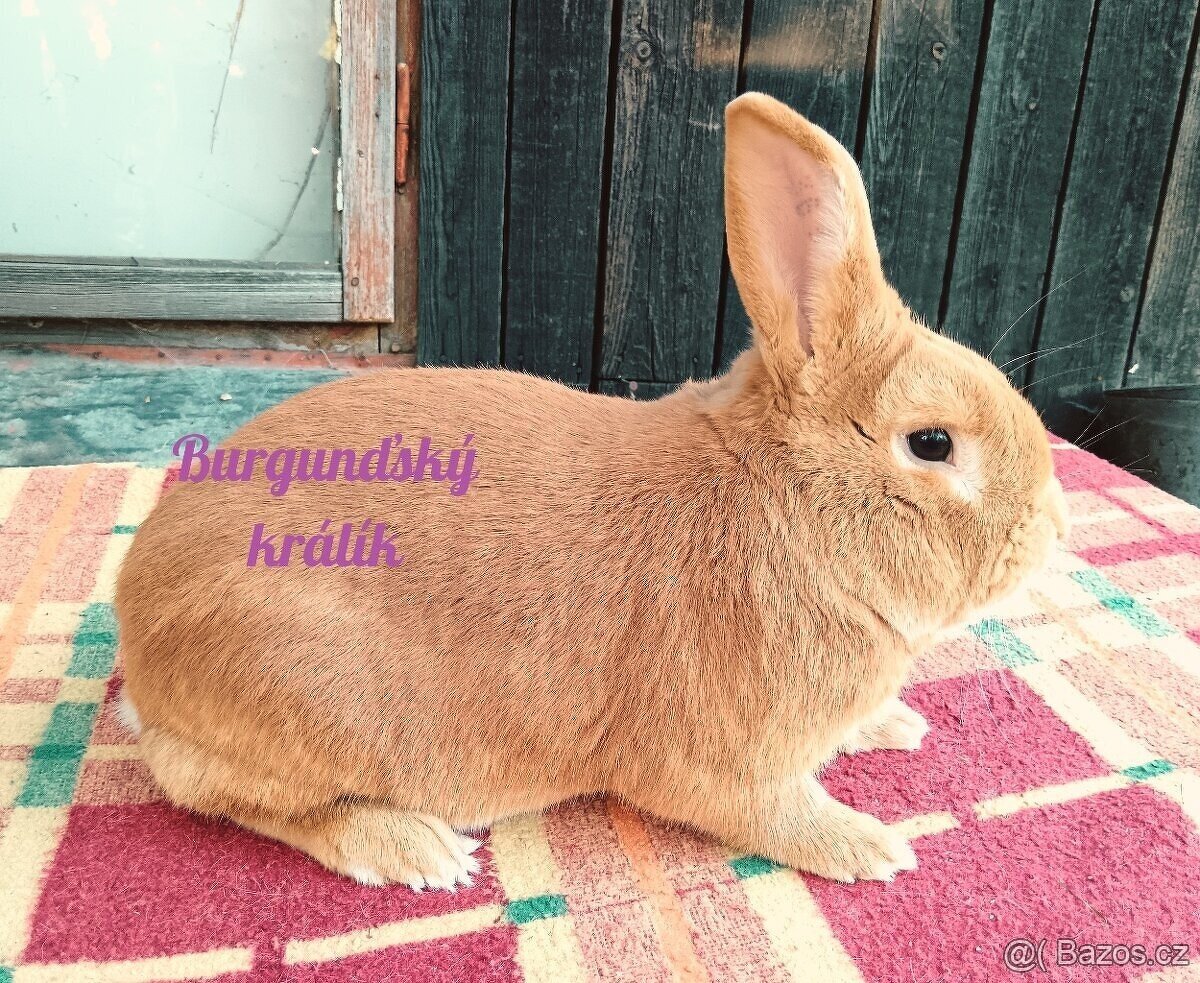 BURGUNDSKÝ králík s PP - SAMEC jc ⭐️⭐️⭐️