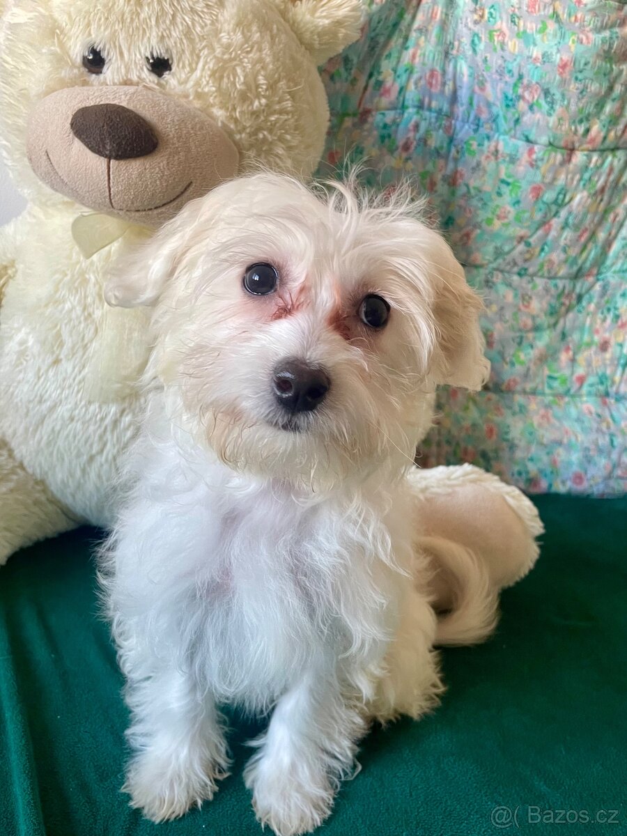 Maltipoo