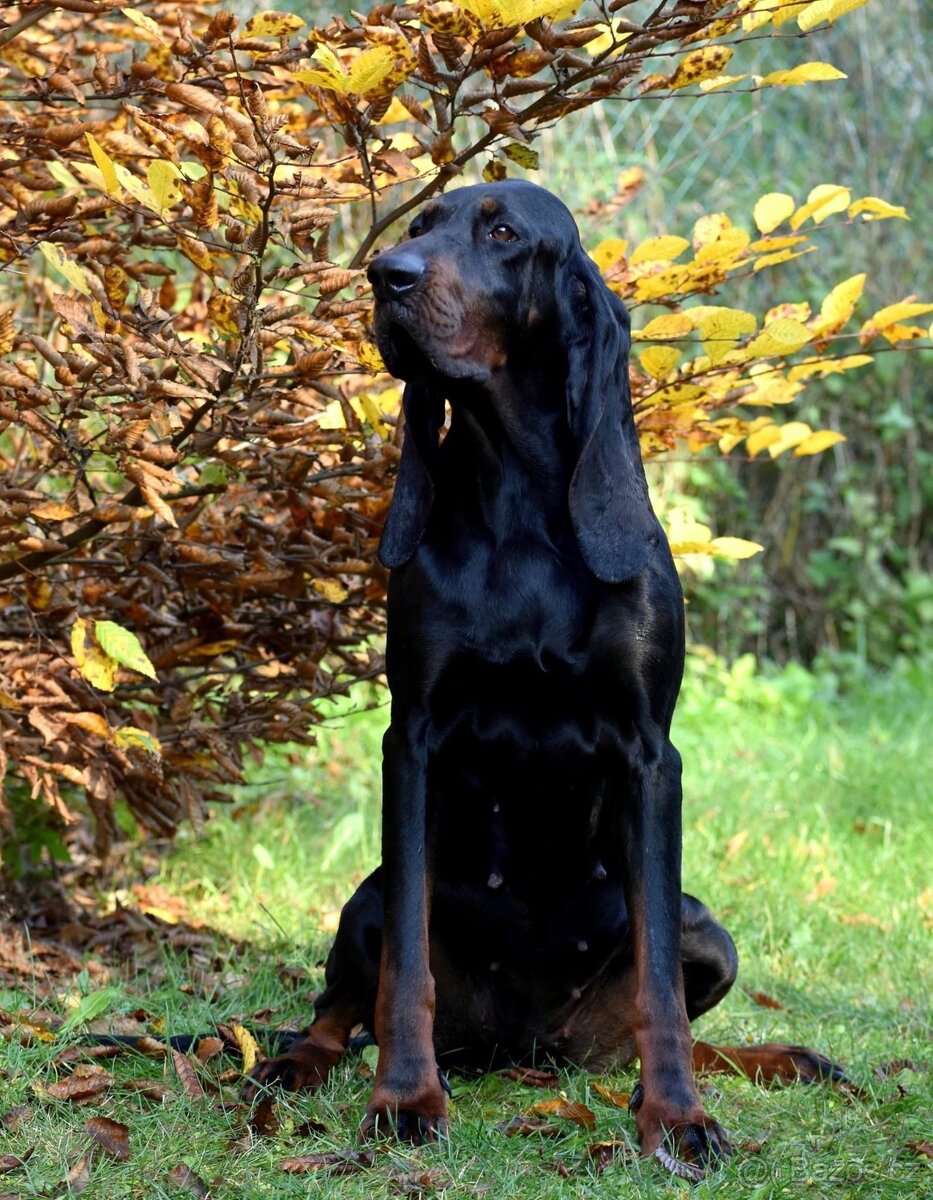 Black and Tan Coonhound