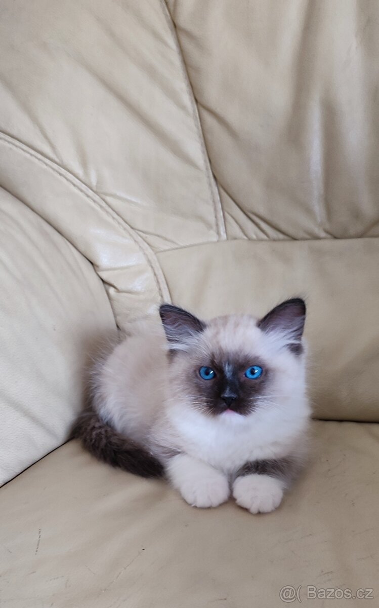 Ragdoll seal mitted s necuchavou srstí