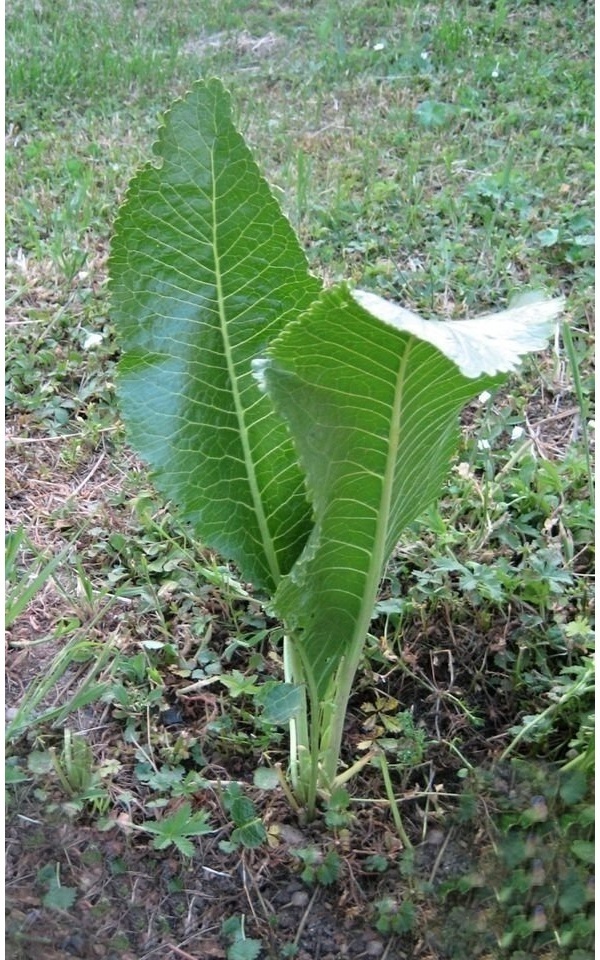 BIO – KŘEN – sazenice