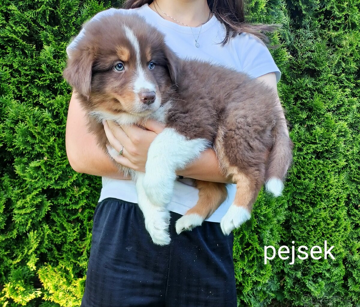 Štěňátka - australský ovčák