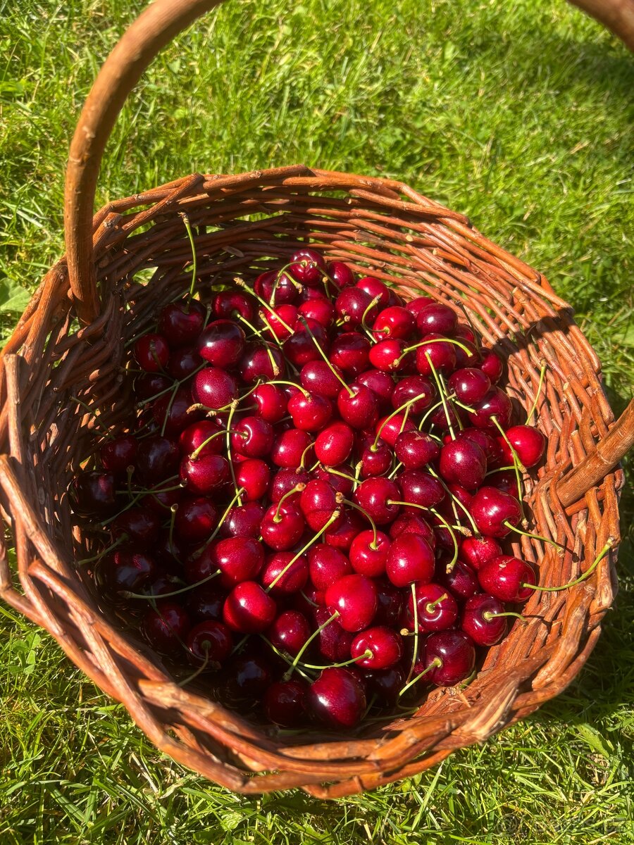 Třešně 3kg