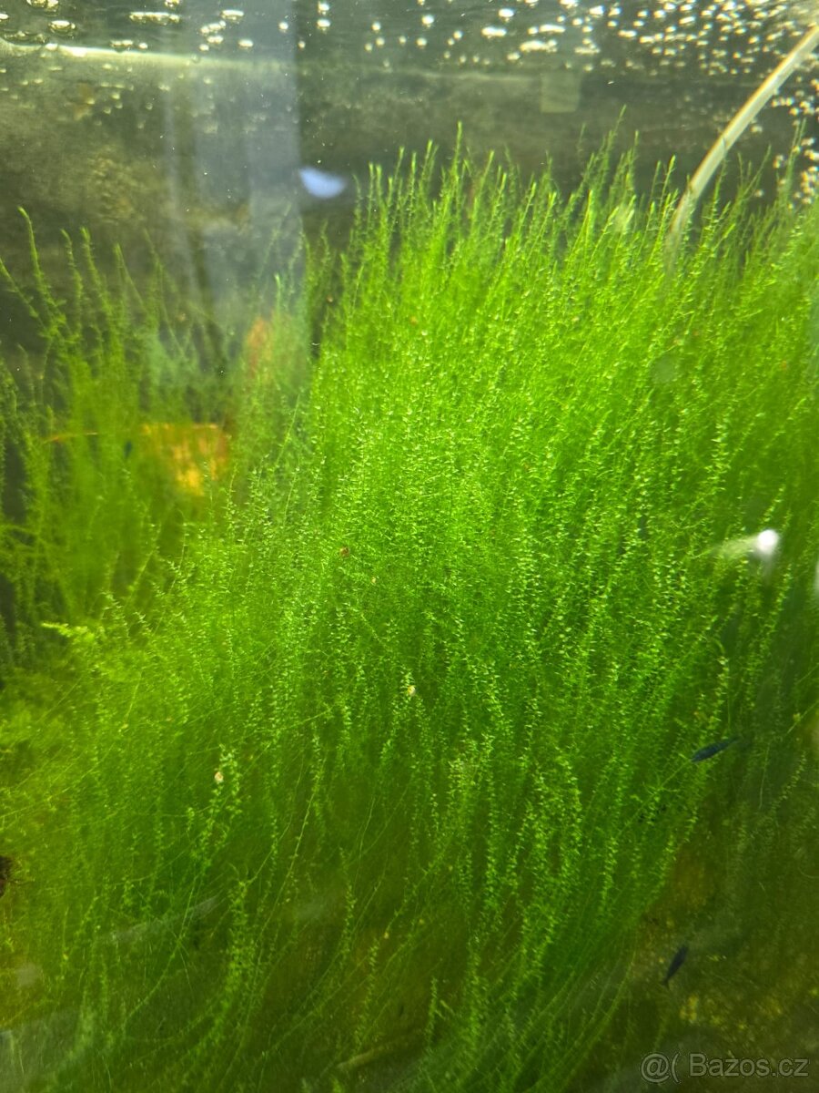 mech stringy moss a jiné mechy + krevetky 4 barvy