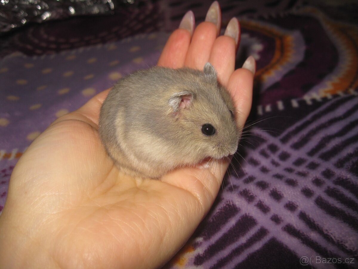 Křeček džungarský