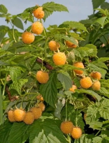 Maliník žlutý - GOLDEN BLISS