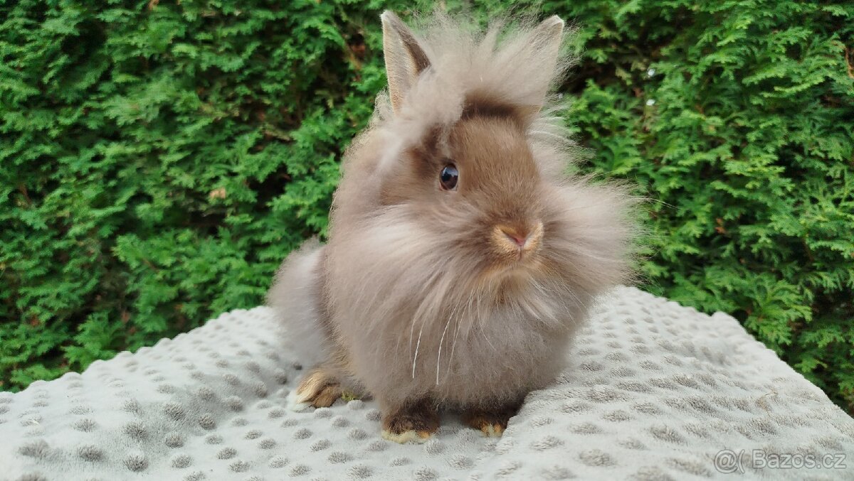Zakrslý králík, králíček-(lvíček) NATANIEL