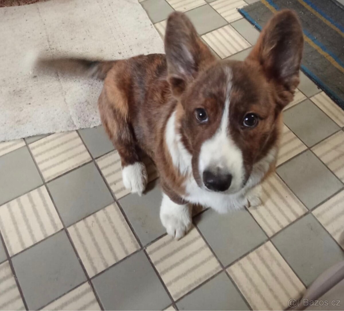 Welsh Corgi cardigan s PP