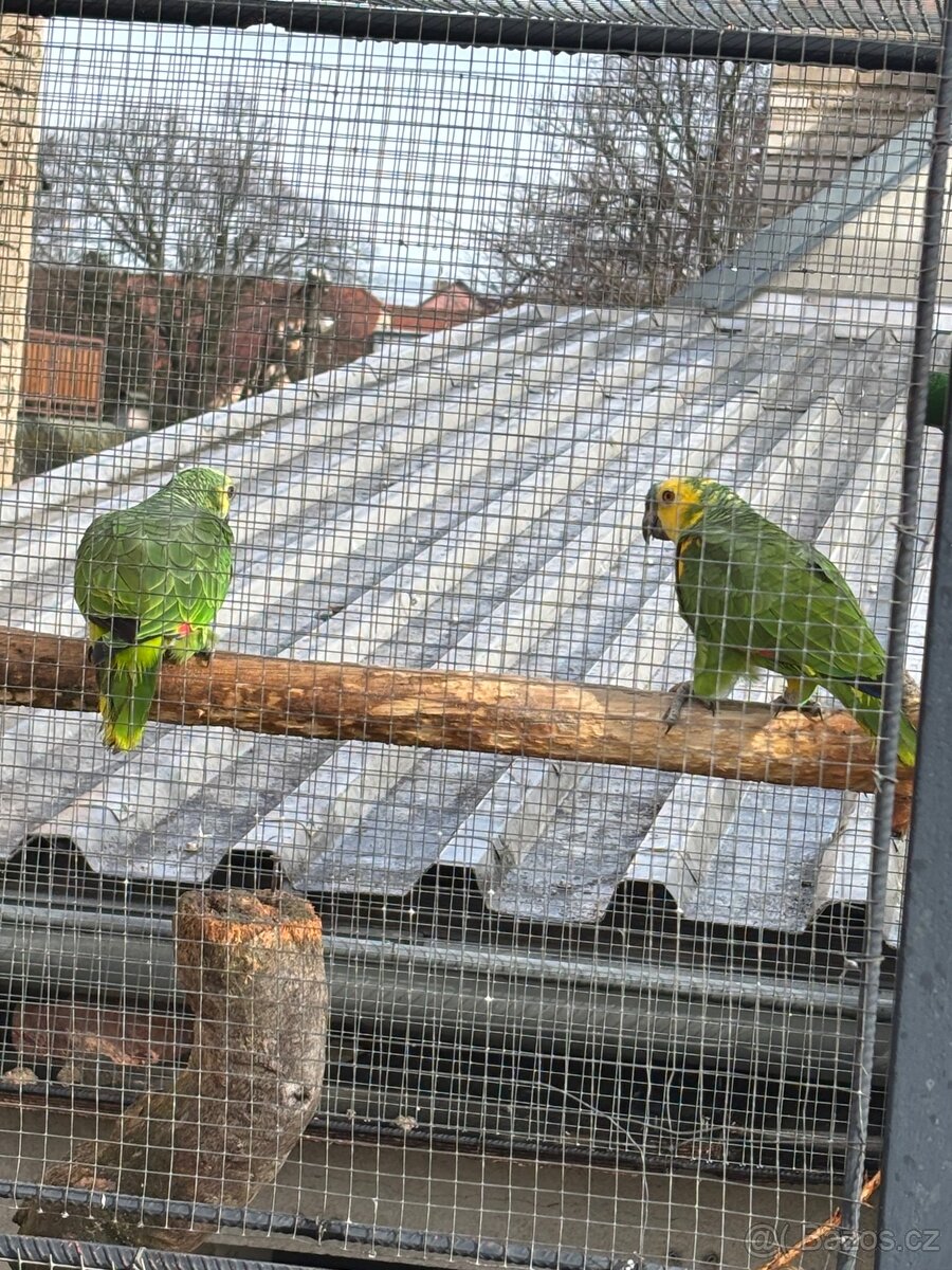 Amazonan modročerný samec