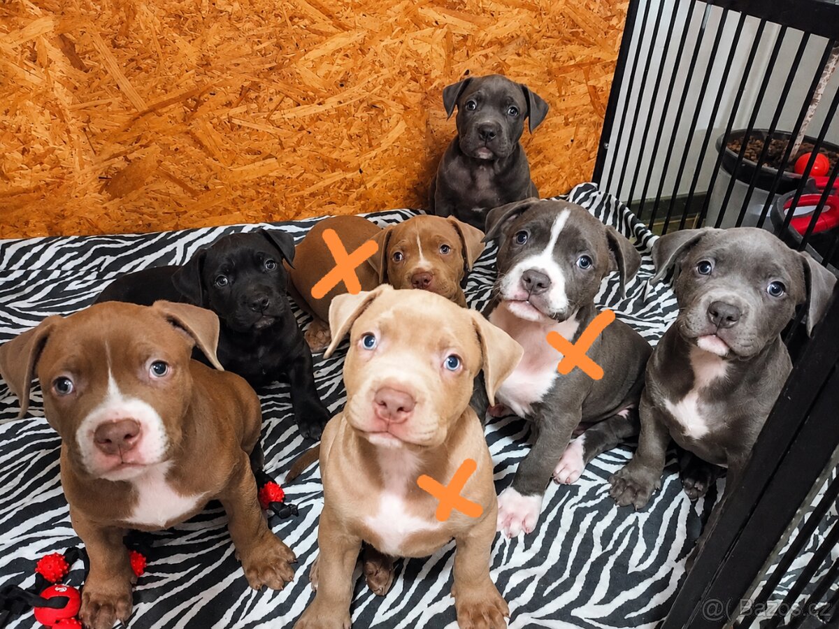 American Bully XL s PP