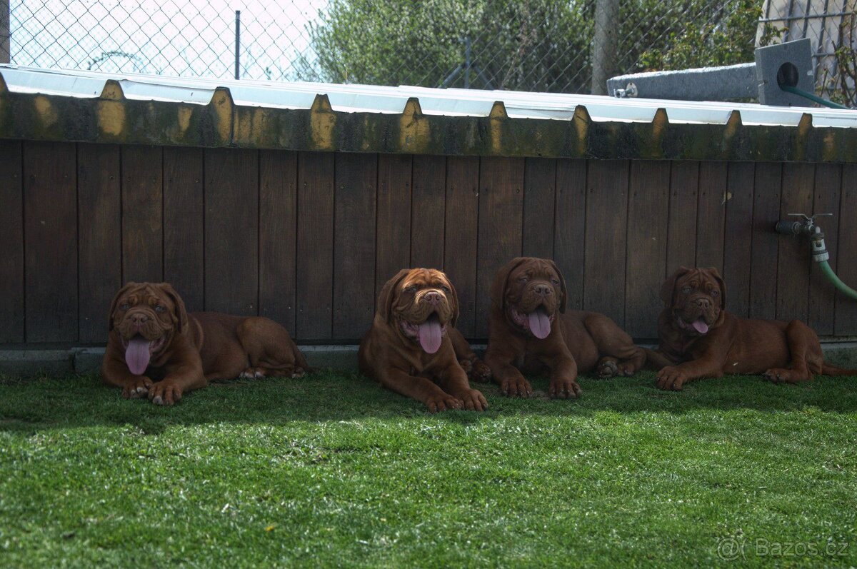 Bordeauxska doga, Bordo doga, Dogue de Bordeaux