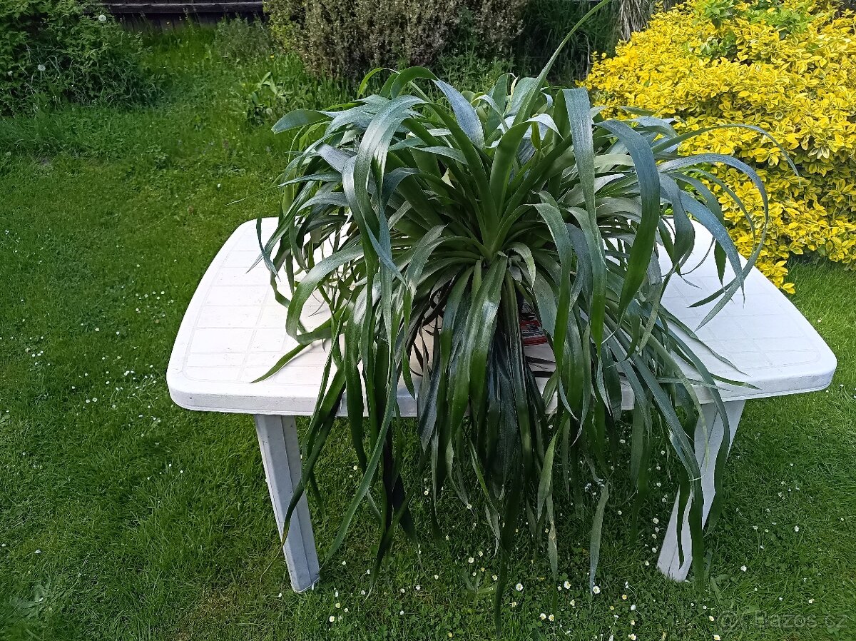 Billbergia nutans - bilbergie, čínský oves. Kvete od září do