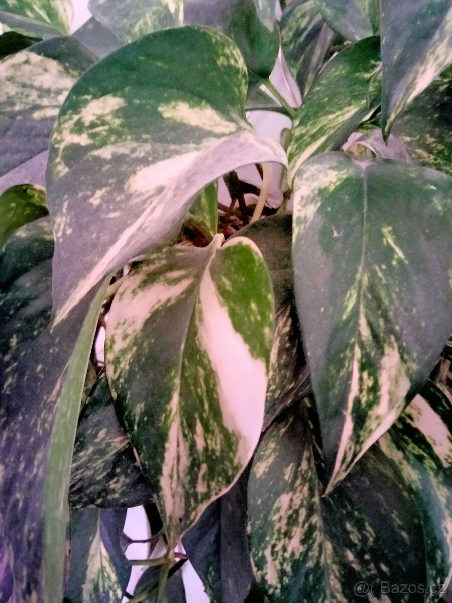 Potos