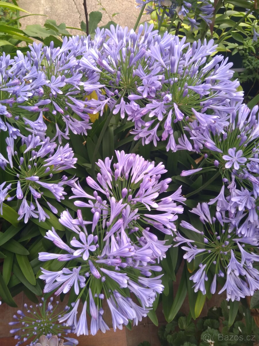 Agapanthus - kalokvět