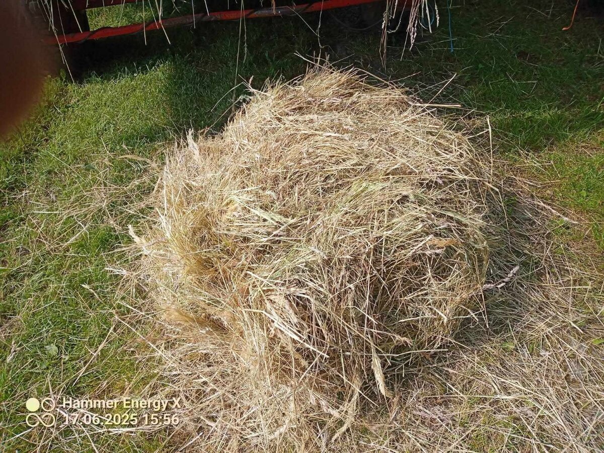 Letošní luční seno -malé balíky