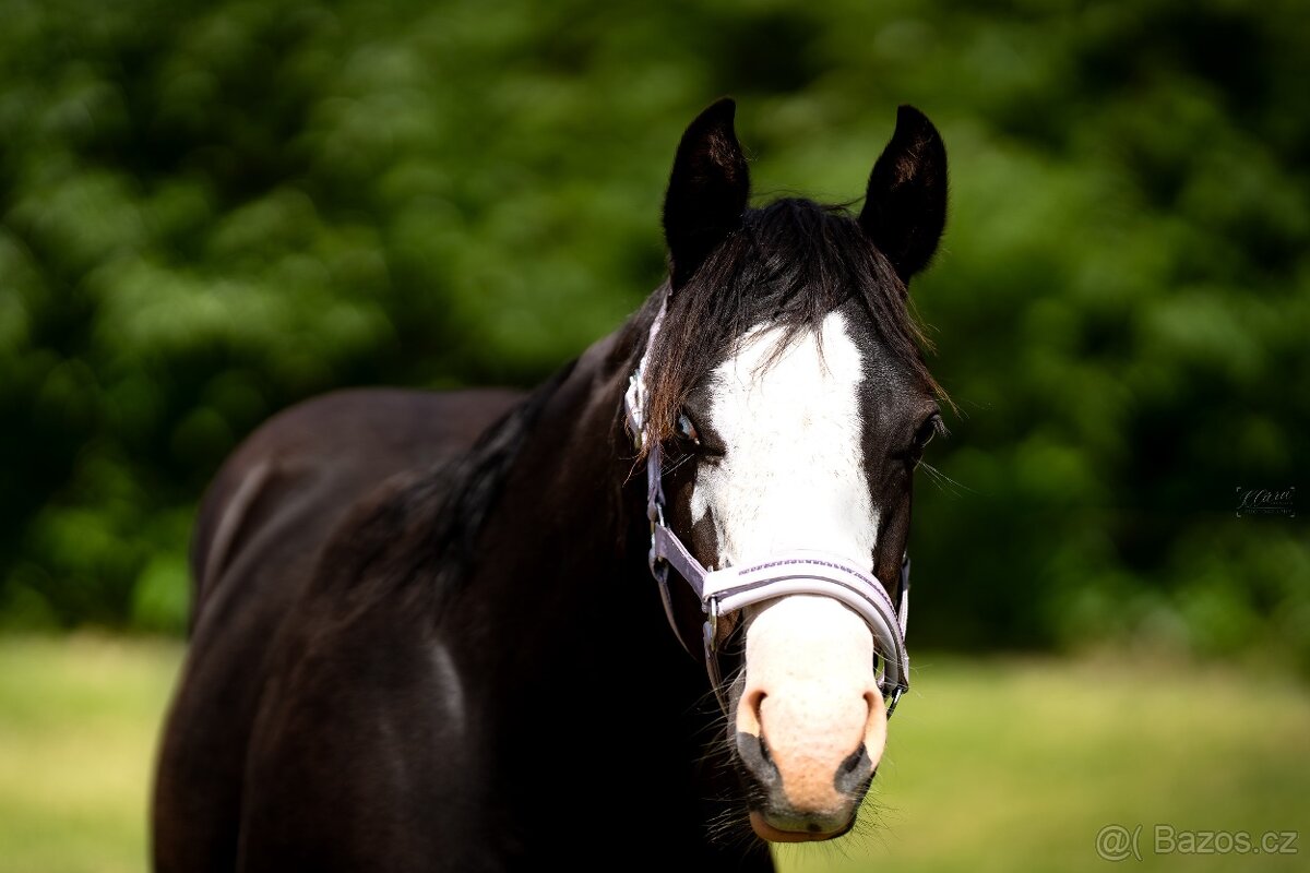 Roční American Quarter Horse black klisna, vnučka Gunnera