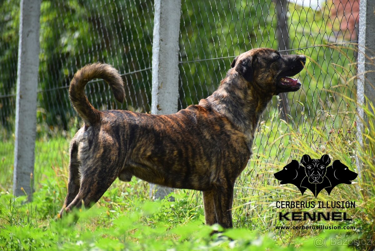 Uruguayský Cimarron - štěňátko s PP